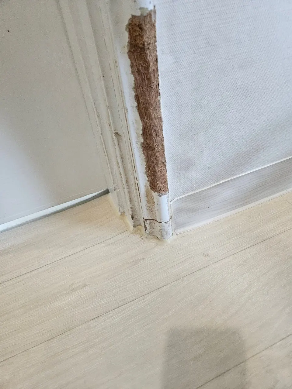 문틀 몰딩 가운데가 길게 물어뜯겨 속 나무결이 드러난 모습